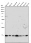 Anti-Histone H3 (acetyl K9) Rabbit Monoclonal Antibody